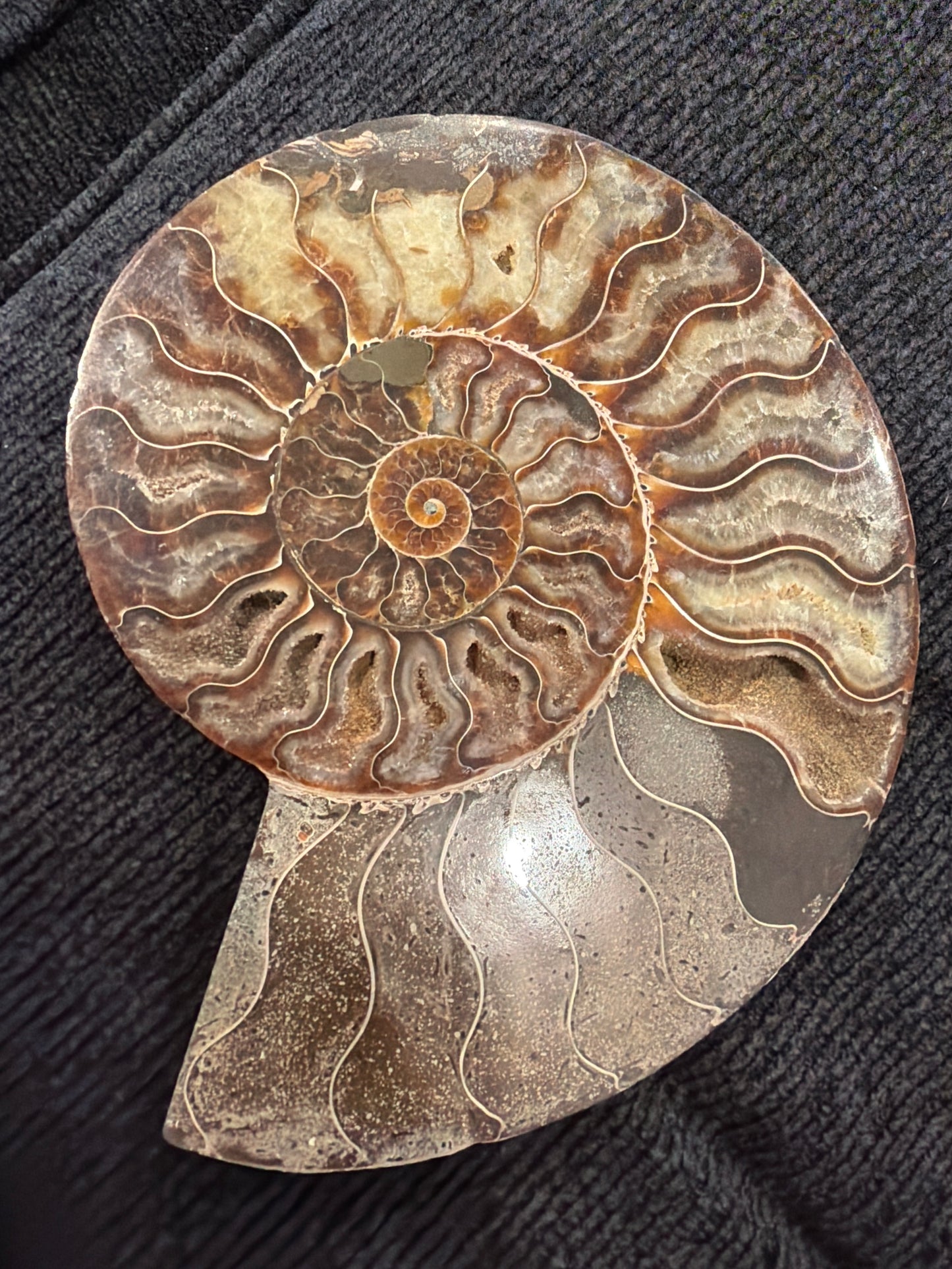 Ammonite 7' fossil