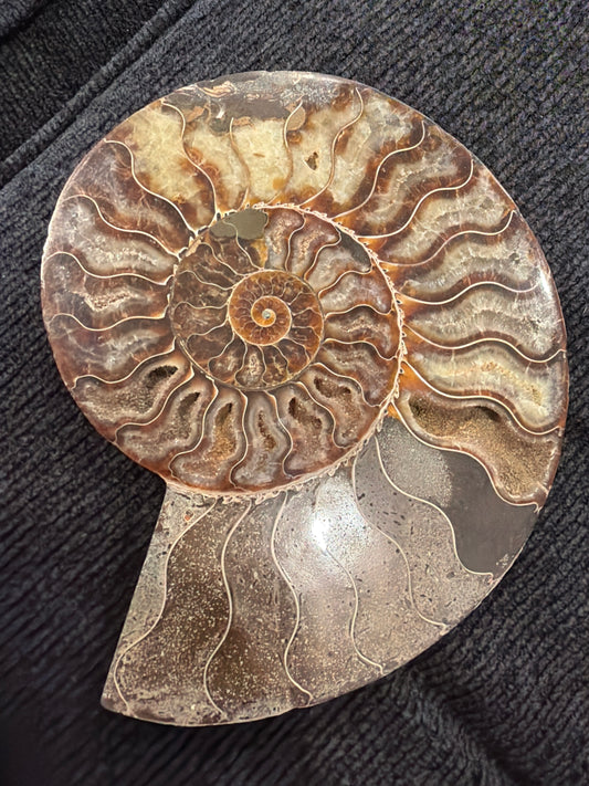 Ammonite 7' fossil