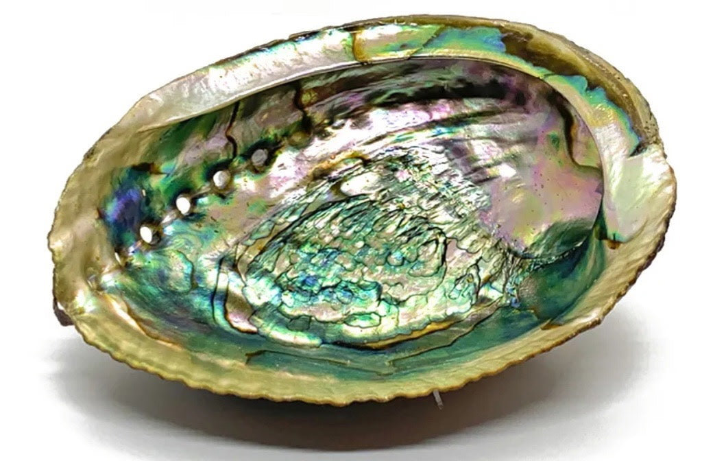 Abalone Shell