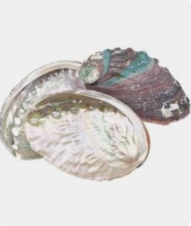 Abalone Shell
